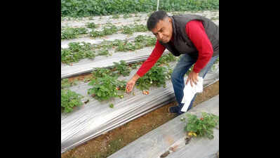 Meja farmers transform trans-Yamuna’s barren land with strawberry cultivation