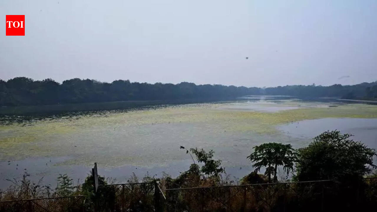 Greens warn of ecological risks, bird strike threats near Navi Mumbai airport