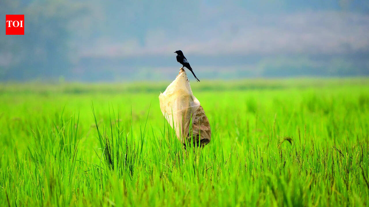Goa becomes second state to get its bird atlas