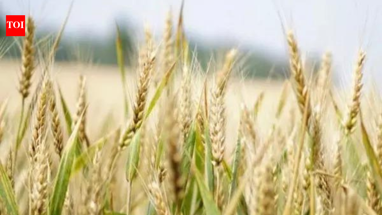 No tariff cut likely for US grains, meat, animal feed