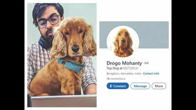 Believe it or not: This doggo just got a promotion