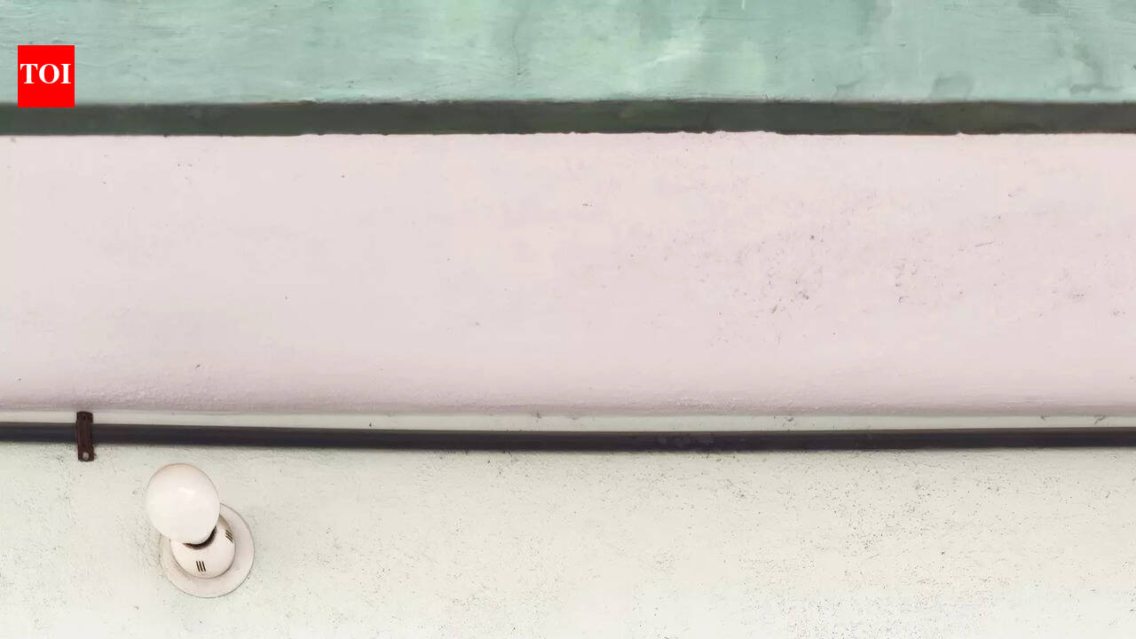 Spring is here: Tulips bring a riot of colour into Anand’s garden