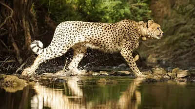 Namibian cheetah Aasha gives birth to 5 cubs at Kuno, India’s cheetah count rises to 35