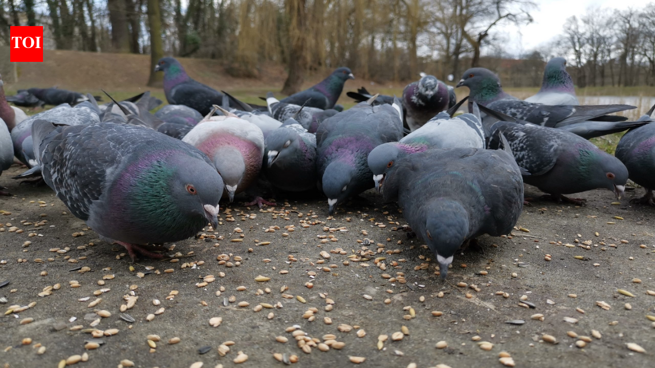 Indian-origin woman fined over Rs 2 lakh for feeding pigeons in Singapore; says she is unemployed, will do community service