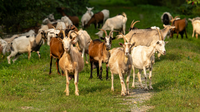  Texas hires 300 goats to clear invasive shrubs in a unique ecological move