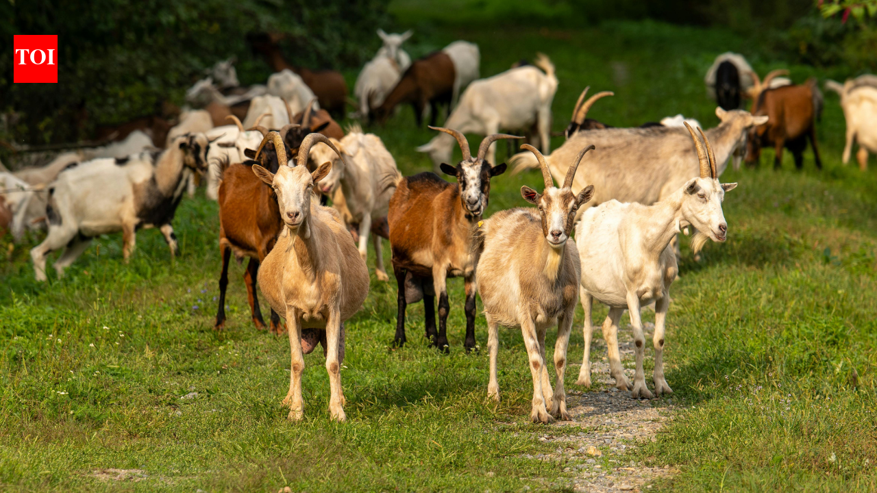 The GOAT job: Texas hires 300 goats to clear invasive shrubs in a unique ecological move