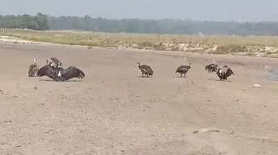 Govt plans conservation centre as endangered vultures return to VTR