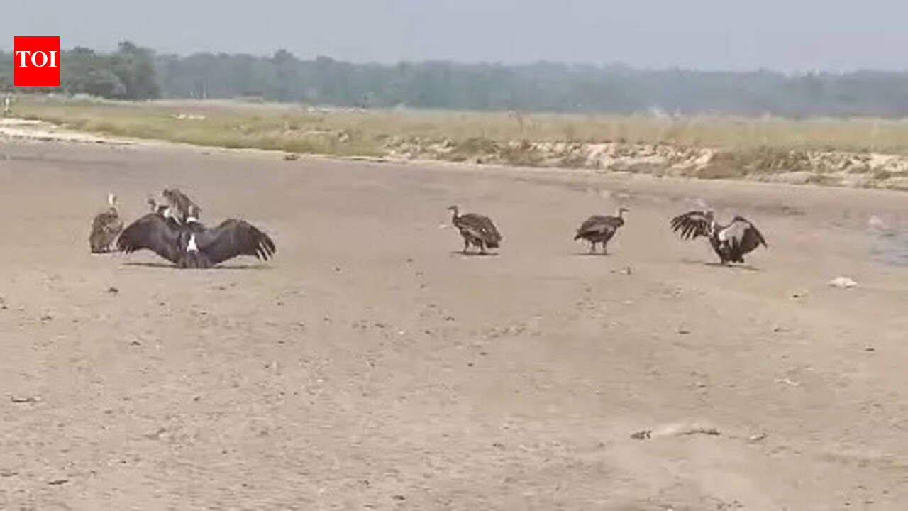 Govt plans conservation centre as endangered vultures return to VTR