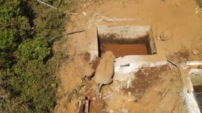 Elephant calf rescued from Valparai water tank by forest dept personnel and its mother