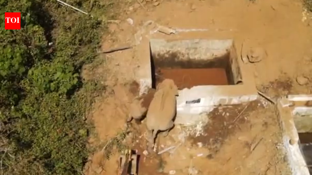 Elephant calf rescued from Valparai water tank by forest dept personnel and its mother