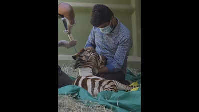 Zebra Prachi dies two days after delivering foal at Mysuru zoo