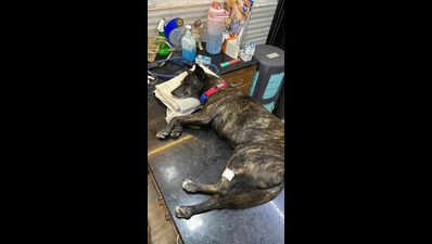 Panvel civic body's security guard forced to apologise, do sit-ups for hitting stray dog