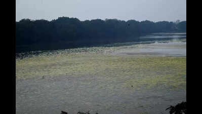Algae bloom threatens Nerul’s Flamingo lake as migration stalls