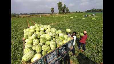 Nights get warmer in city, Feb could set the stage for summer 2026