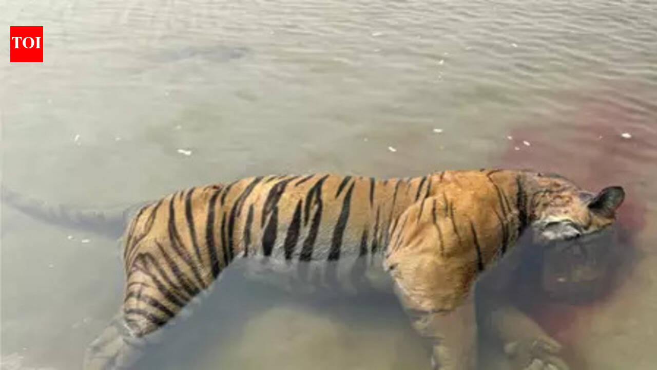 Infighting leads to 4th tiger death in Kaziranga this year | Guwahati ...
