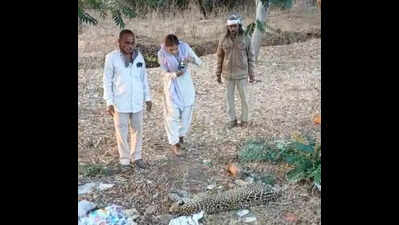 Leopard fatally hit on highway