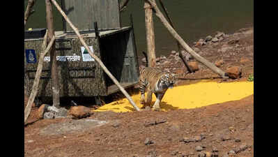 Third tigress relocated to Sahyadri reserve