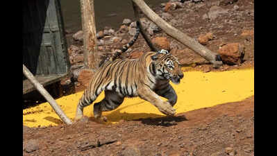 Third tigress relocated to Sahyadri reserve