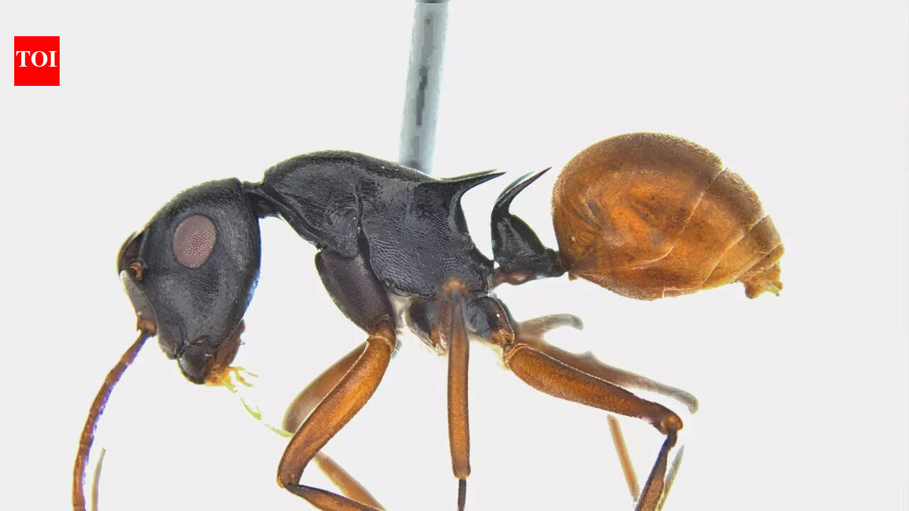 Discovery of ant species in Garbhanga underscores urban forest biodiversity