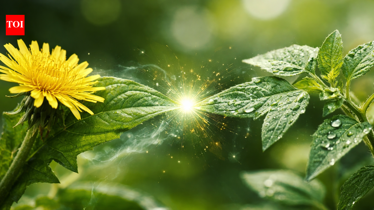 Study finds plants that are in contact can share stress signals