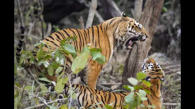 USTR records tiger movement after ‘revival of redundant corridor’