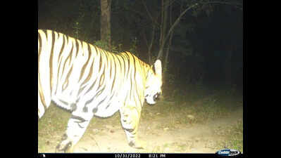 USTR records tiger movement after ‘revival of redundant corridor’