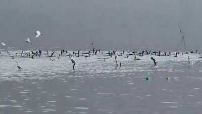 Union, state ministers launch annual bird fest at Siliserh Lake in Alwar