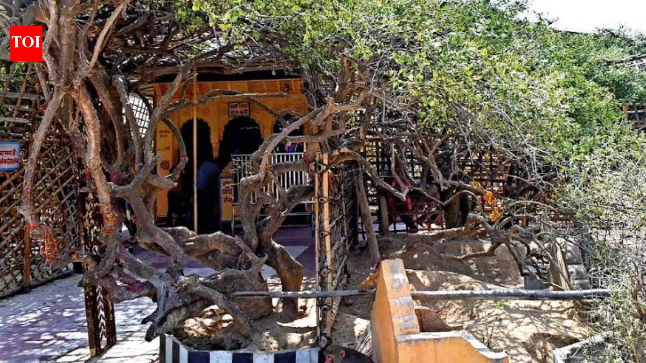 Not in museums, but rooted in soil: UP declares 948 trees as living heritage