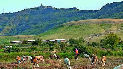 Ecologists tap into 750 years of Marathi lit to explain Maharashtra's landscape history