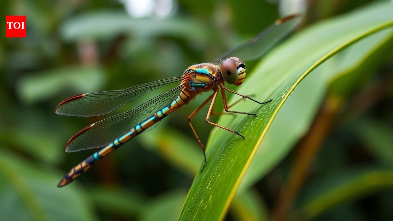 ‘Slender Bombardier’: Researchers identify new dragonfly species in Kerala’s farmlands