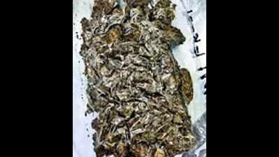 2 from Nepal arrested with 39kg ganja