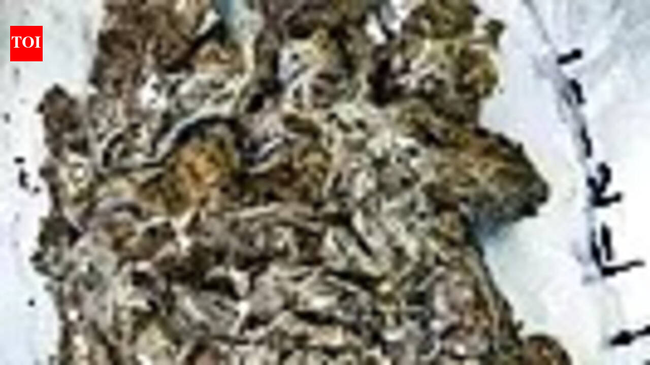 2 from Nepal arrested with 39kg ganja