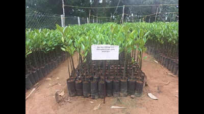 TN launches new urban greening policy