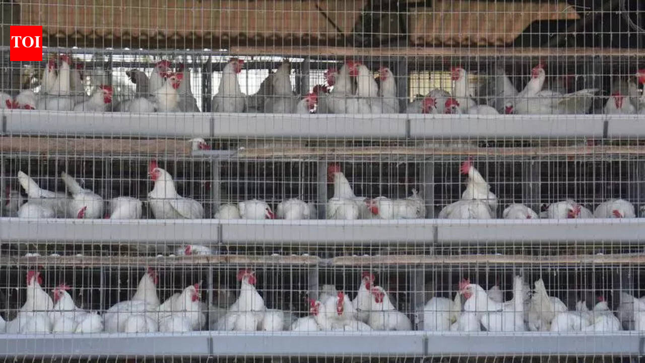 Bird flu confirmed in Annamayya district as fresh chicken deaths emerge in Chittoor | Vijayawada News