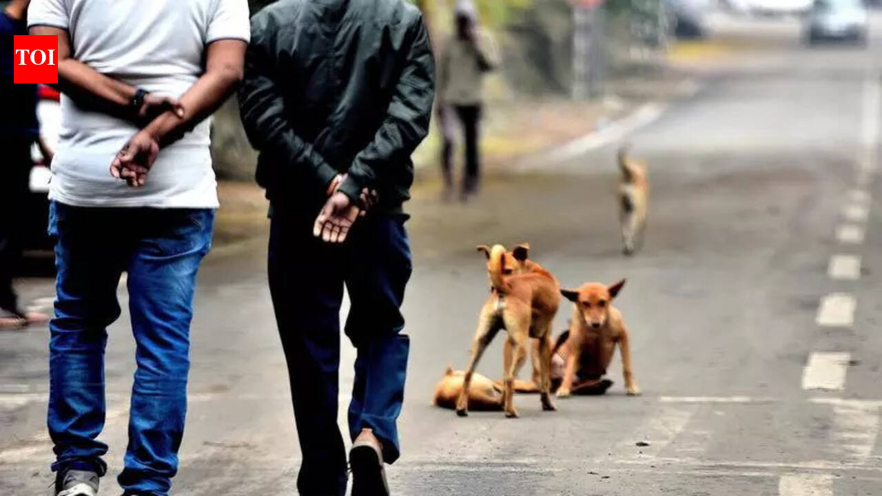9-year-old boy injured after attack by pack of stray dogs | Ludhiana ...