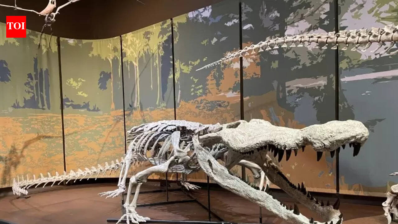 Scientists reconstruct a 31-foot crocodilian nicknamed “Dinosaur-killer” |