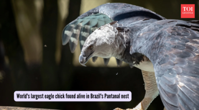 Harpy Eagle's chick is the new glimmer of hope? World's largest eagle chick found alive in Brazil's Pantanal nest