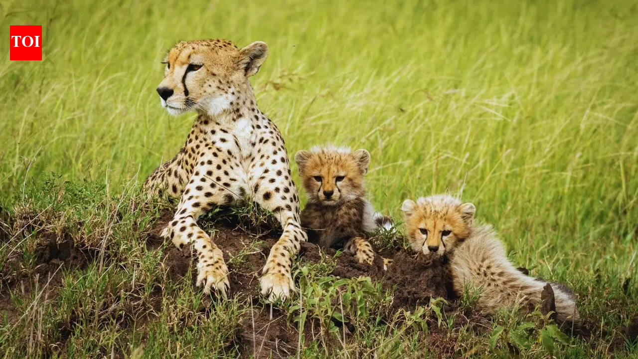 Five new cheetah cubs at Kuno National Park: Why it is a good news for wildlife enthusiasts