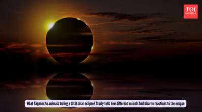 What happens to animals during a total solar eclipse? Study tells how different animals had bizarre reactions to the eclipse