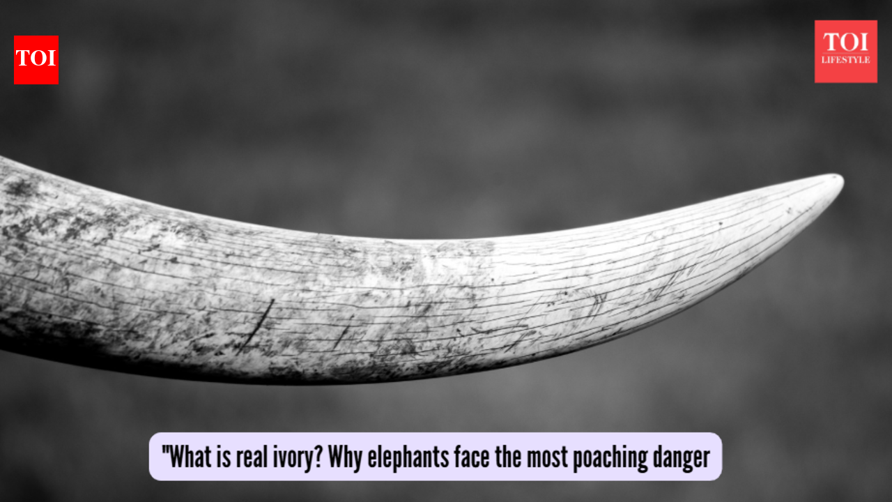 What is real ivory? Why elephants face the greatest poaching threat