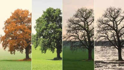  Why does the Earth have different seasons?