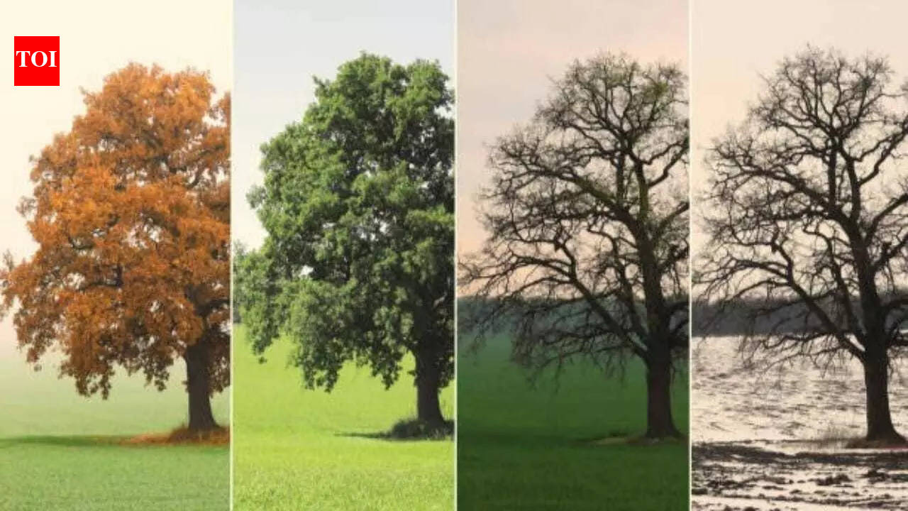 Curiosity Corner: Why does the Earth have different seasons?