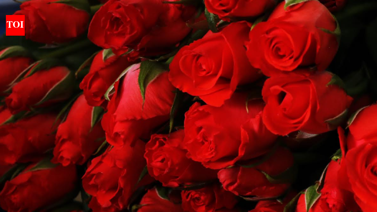 My love is like a Taj Mahal rose