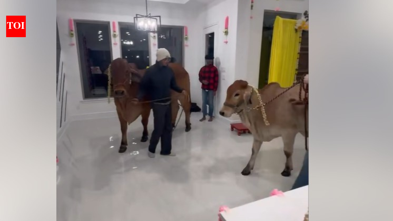 'Zero intention of integrating': Row over Texas family welcoming 'gau mata' home for housewarming; Indians say better than alcohol party