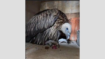 Himalayan griffon vulture gets new lease of life in Goa