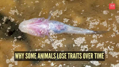 Why some animals lose traits over time, such as flight or eyesight