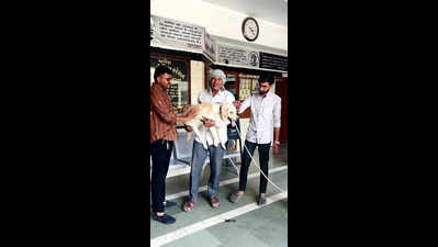 Cops reunite stolen labrador with owners in six days