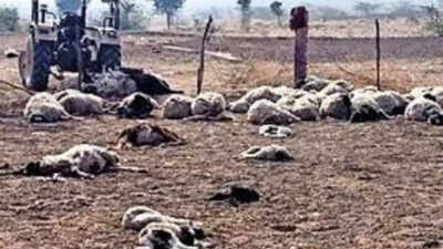 Mass killing of 150 sheep in Jaisalmer hamlet, mystery animal attack probe on