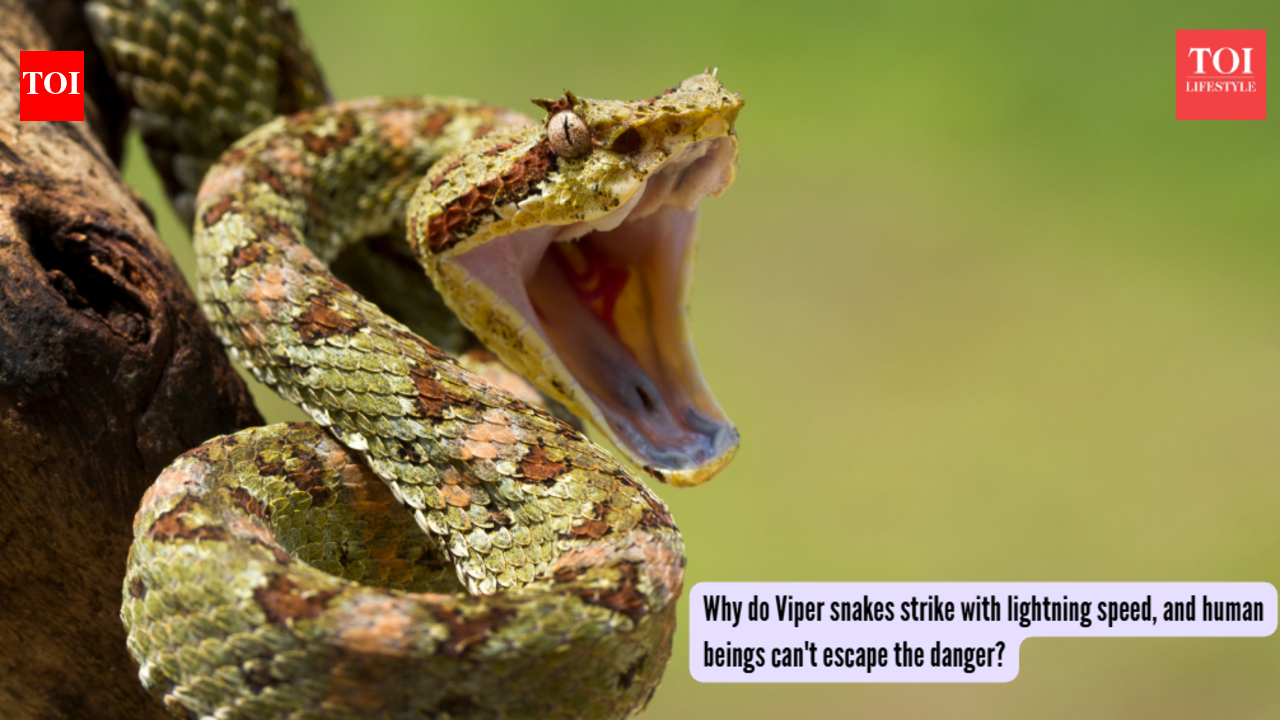 Snakes with ballistic strike secret: Why do Viper snakes strike with ...