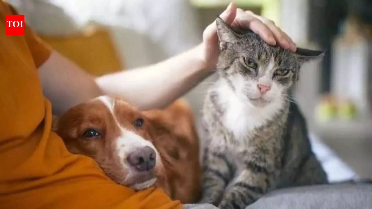 The ‘Cat vs. Dog’ parenting approach can help parents let go, without pulling away